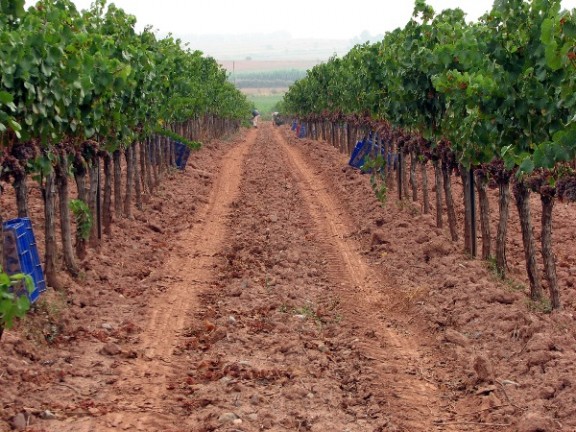 Imatge il·lustrativa