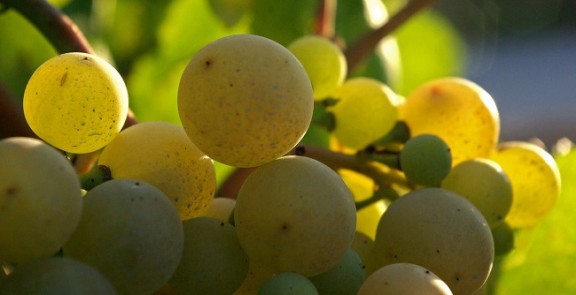 Imatge il·lustrativa