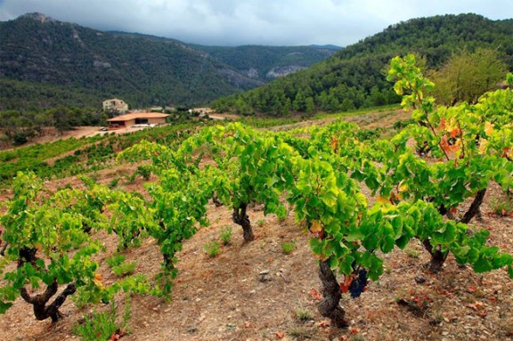 Vells ceps de garnatxes velles a la DO Montsant.