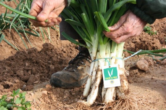 Calçots etiquetats amb la IGP Calçot de Valls