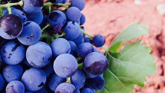 Imatge il·lustrativa