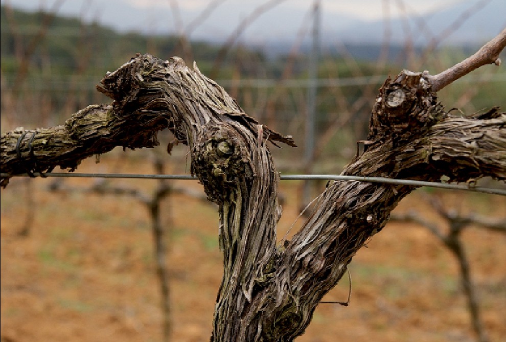 Imatge il·lustrativa