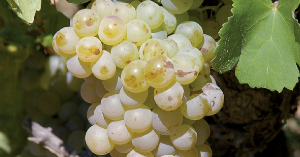 Imatge il·lustrativa