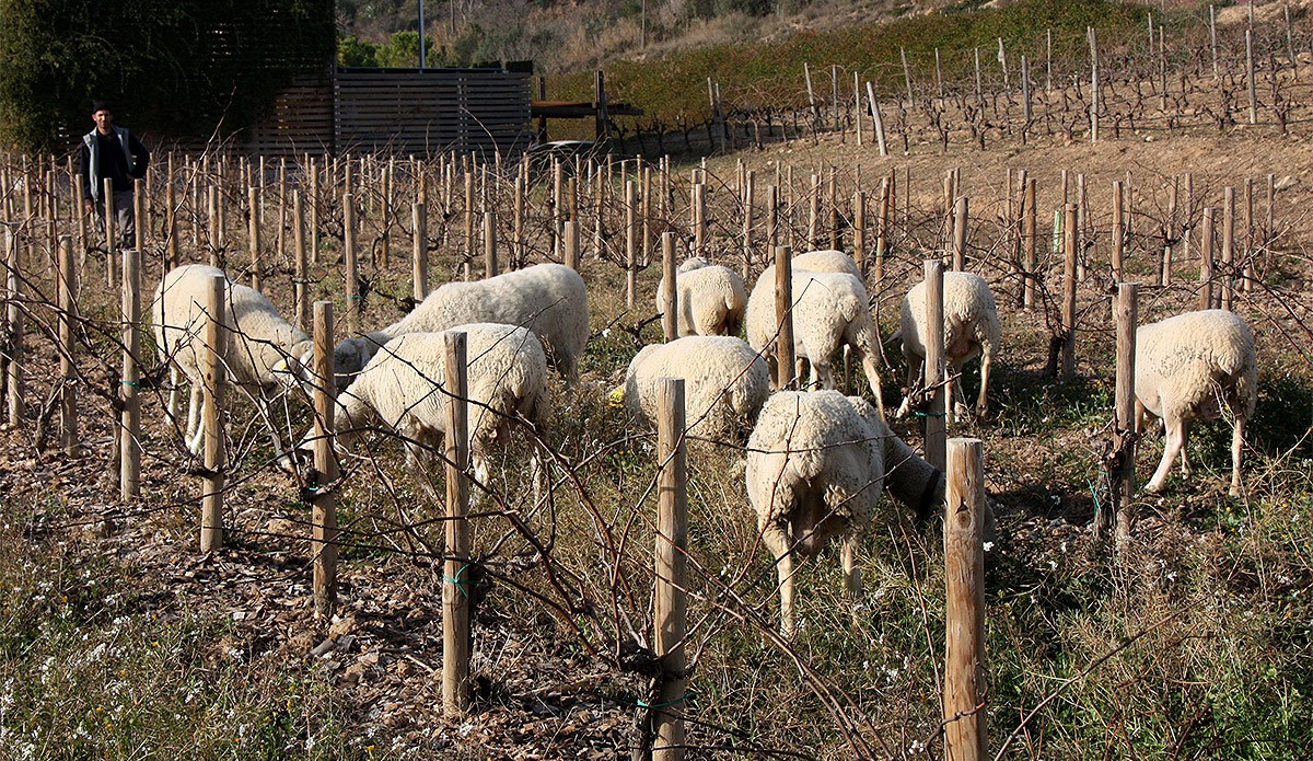 Ovelles pasturant enmig de les vinyes biodinàmiques