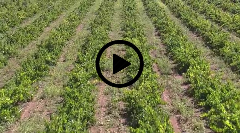 Imatge il·lustrativa