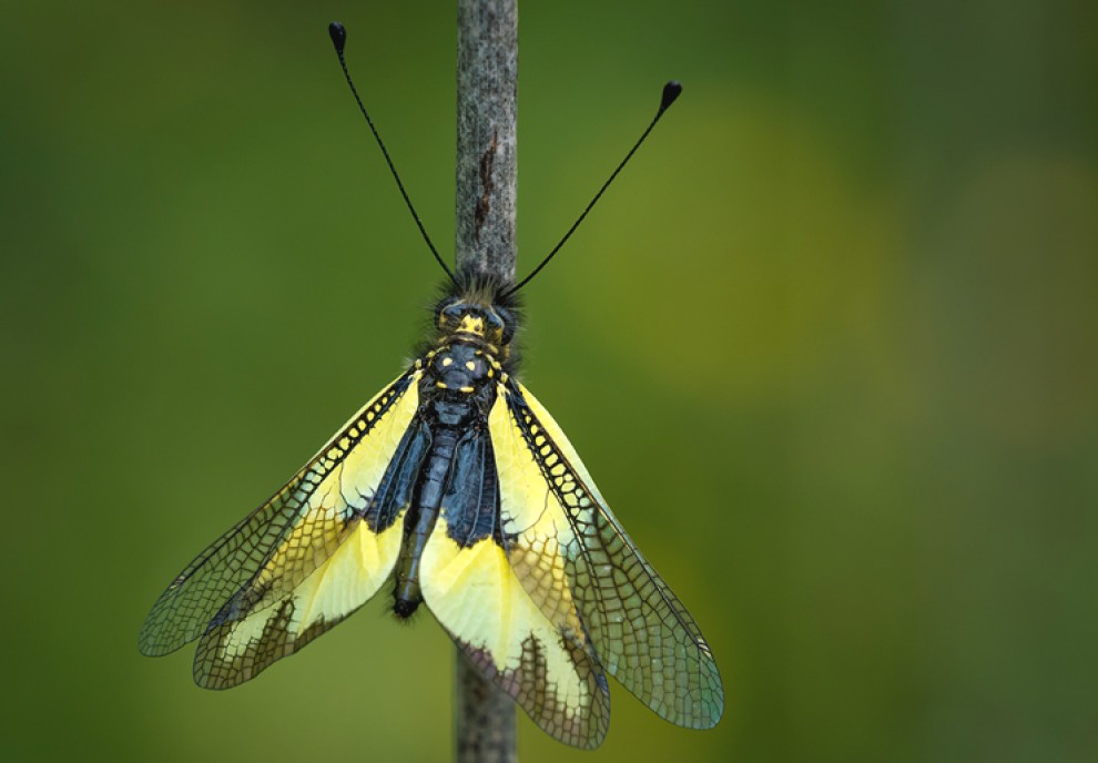 Imatge il·lustrativa