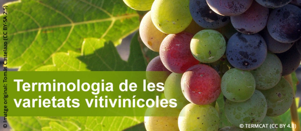 Imatge il·lustrativa