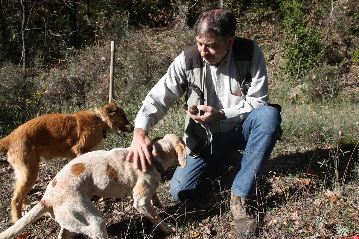 Els gossos del tofonaire Josep Alhama acaben de trobar una de les primeres tòfones.