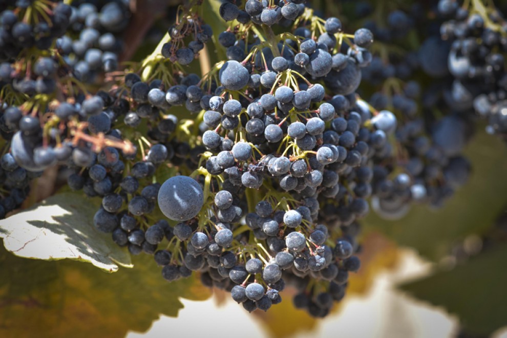 Imatge il·lustrativa