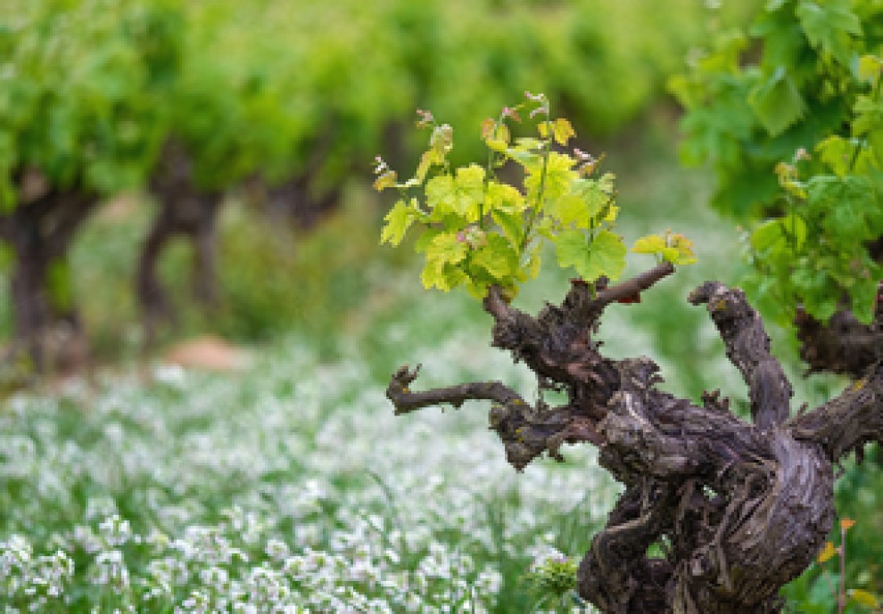 Imatge il·lustrativa