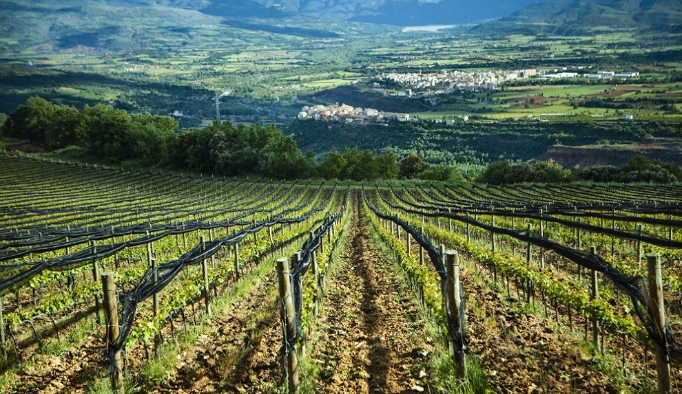 Les vinyes de Castell d'Encús, amb Talarn i Tremp al fons.