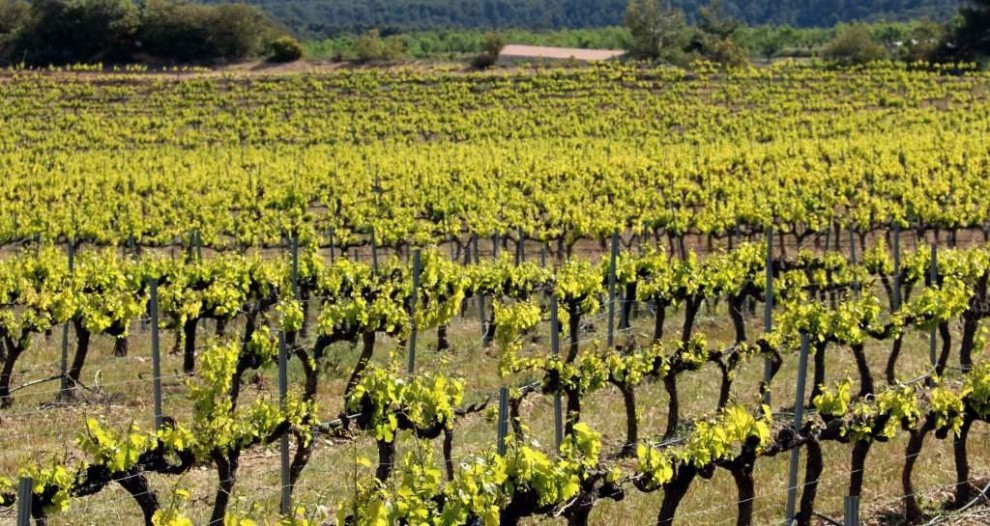 Pla general de la vinya de garnatxa