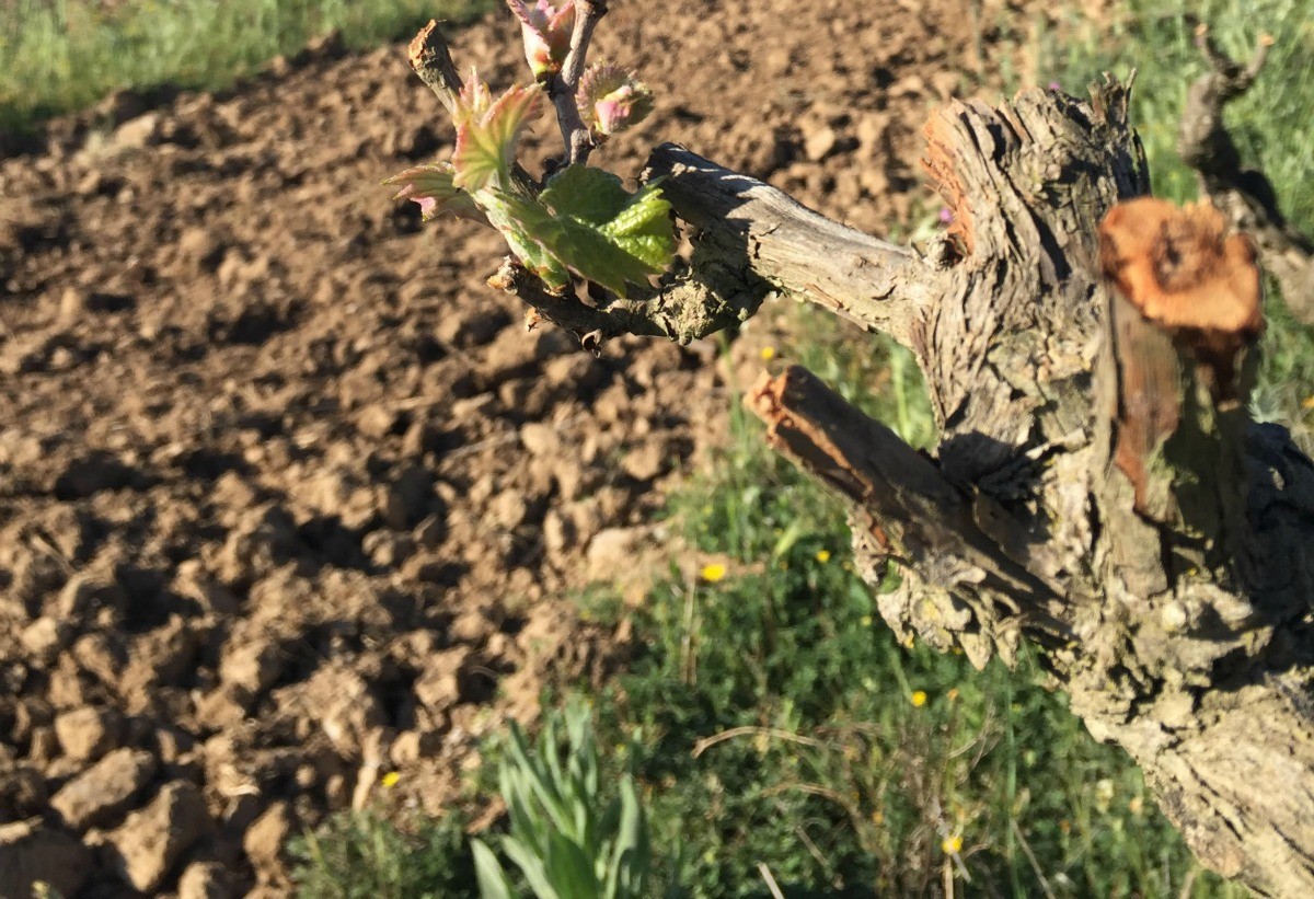 Vinya de Sumoll De Caves Bohigas