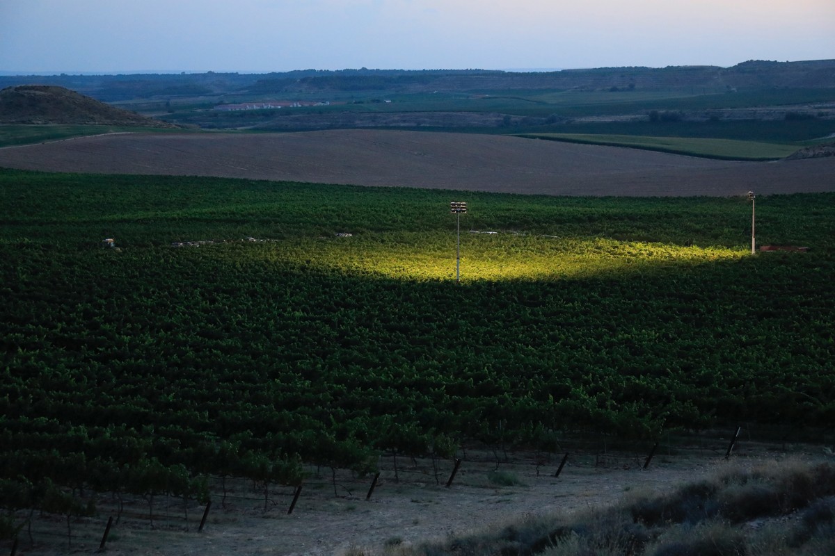 Vista nocturna de la verema a Raimat, Costers del Segre