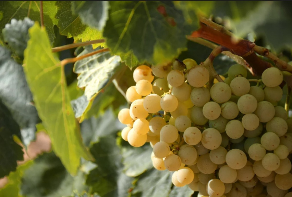 Imatge il·lustrativa