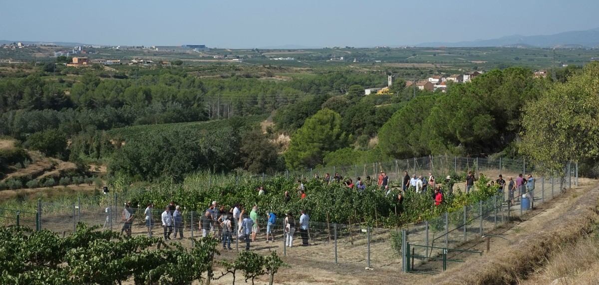 Imatge il·lustrativa