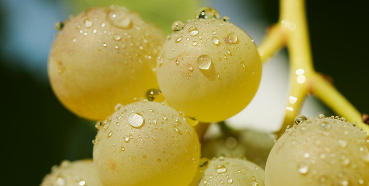 La verema ha estat en general excel·lent