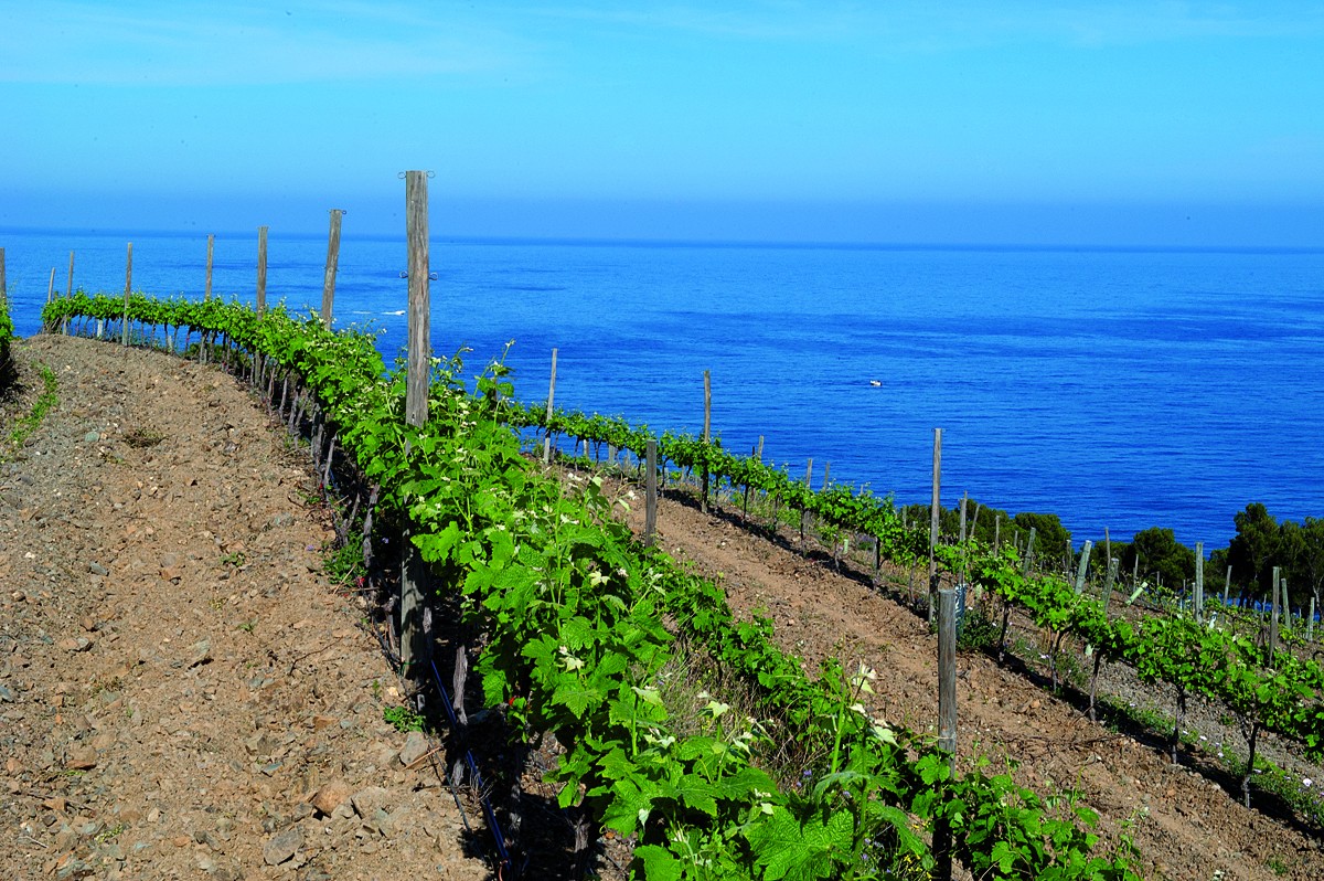 Imatge il·lustrativa