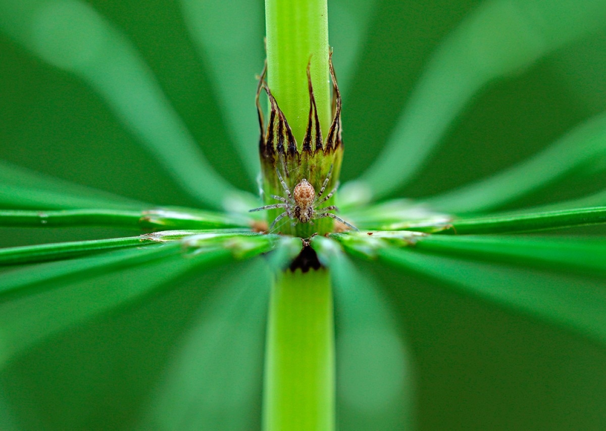 Gran Premi Segura Viudas de fotografia de natura