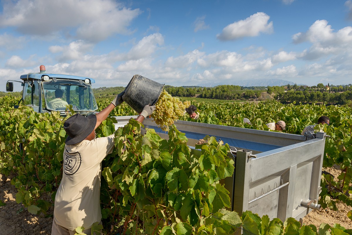 Verema a Juvé & Camps