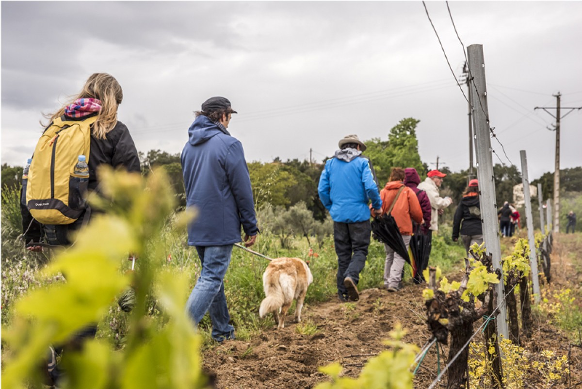 Marxa Popular entre vinyes al Vívid 2017 a Capmany