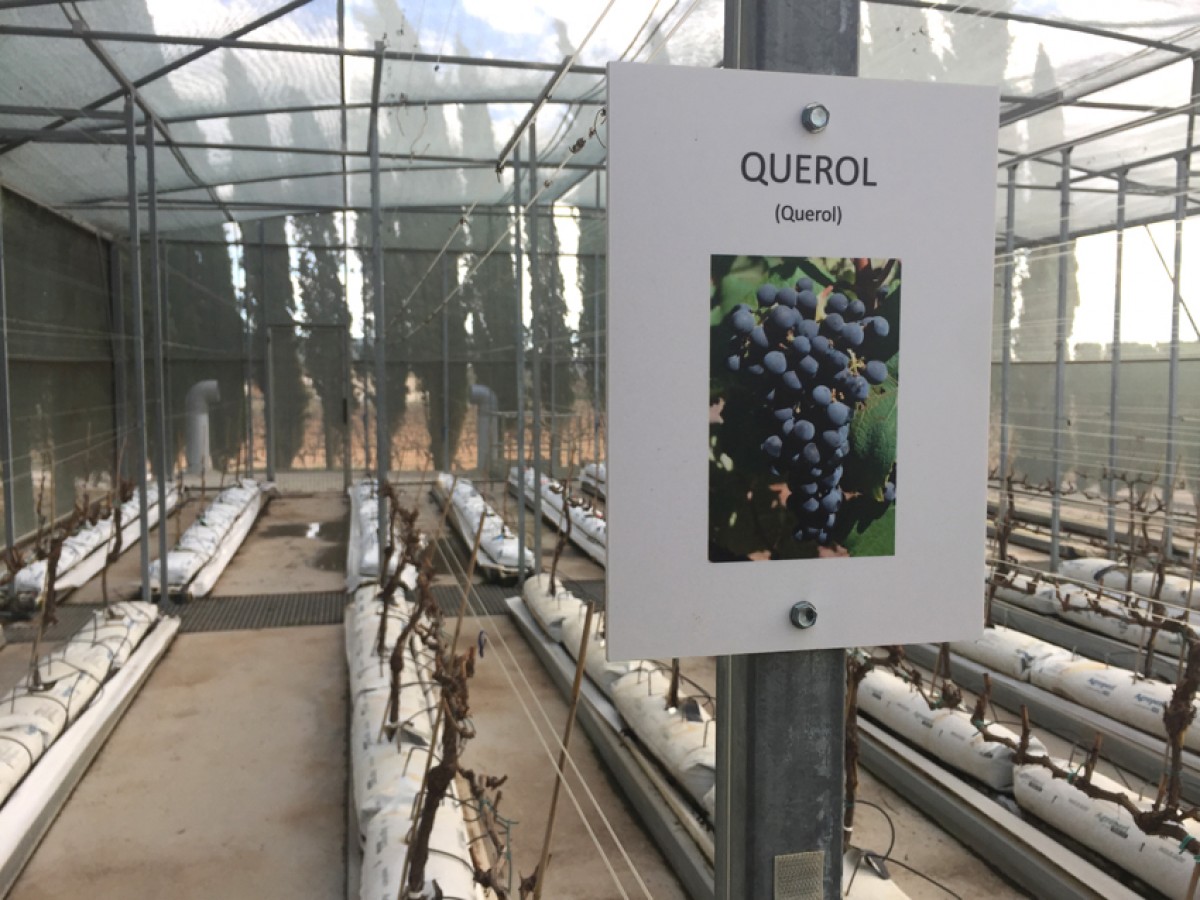 Vivers de la Bleda de Torres