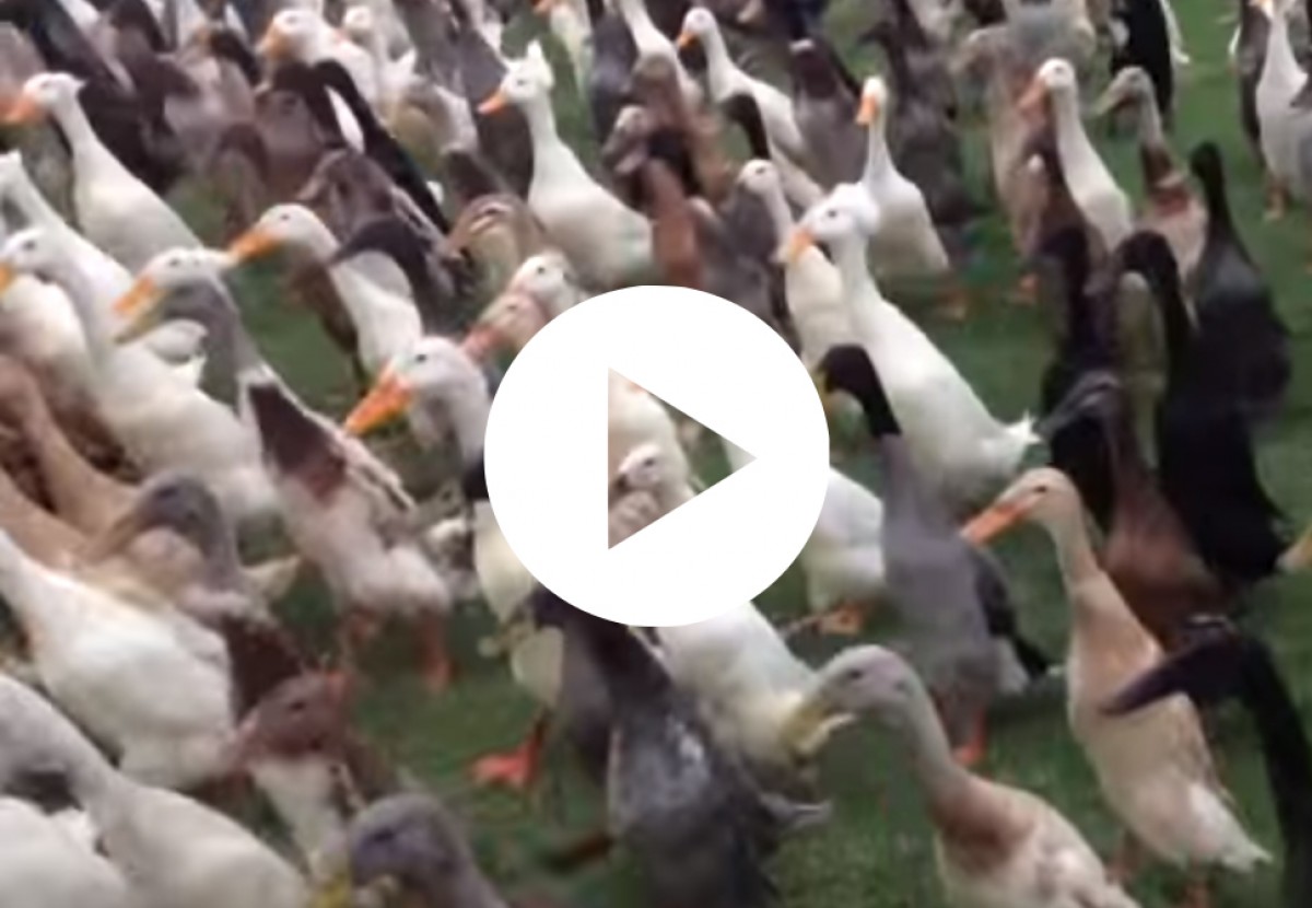 Imatge il·lustrativa