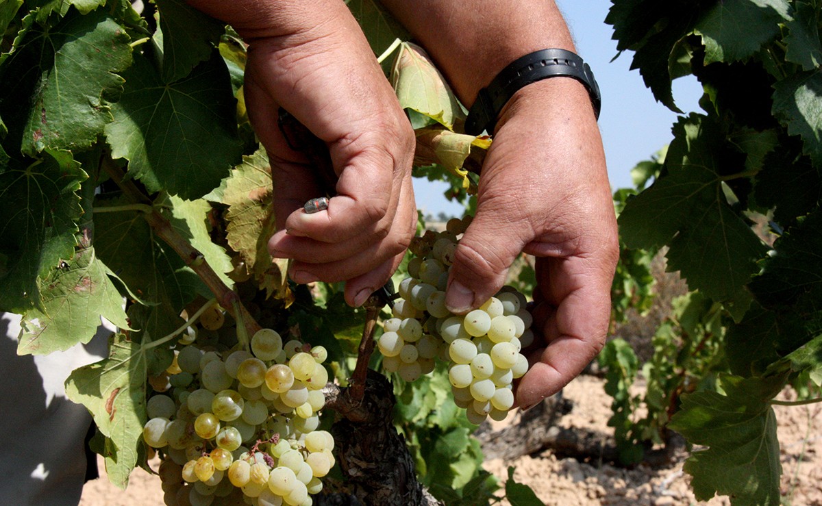 Detall d'unes mans collint garnatxa blanca a Batea, a la Terra Alta.