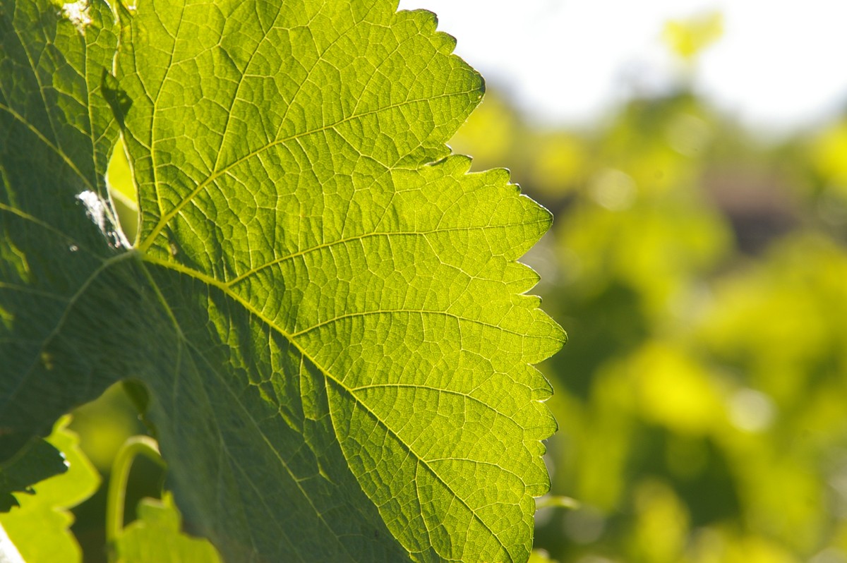 Imatge il·lustrativa