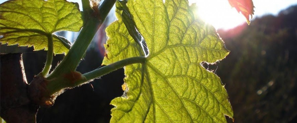 Imatge il·lustrativa