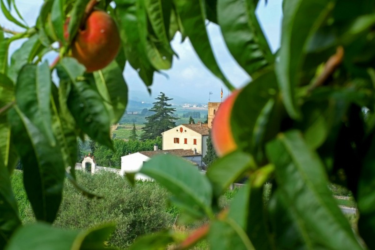 Imatge il·lustrativa