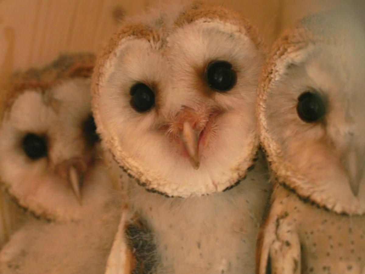 Imatge il·lustrativa