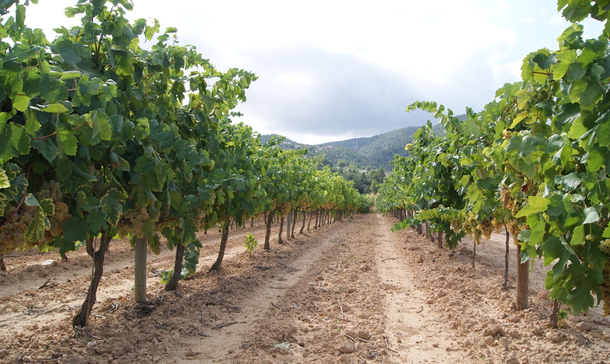 Imatge il·lustrativa