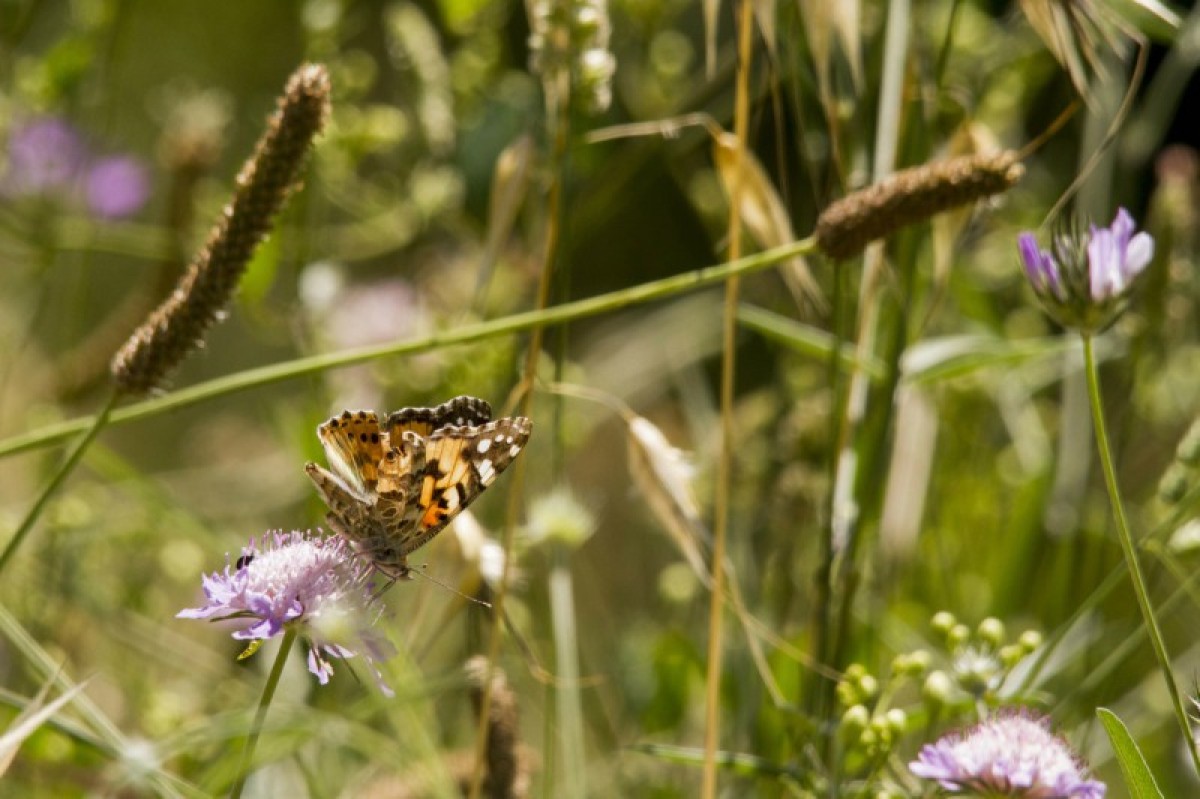 Imatge il·lustrativa