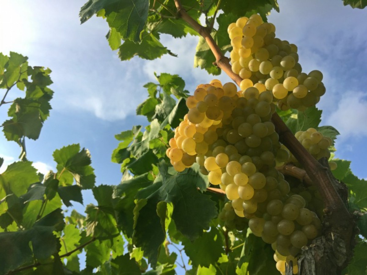 Imatge il·lustrativa