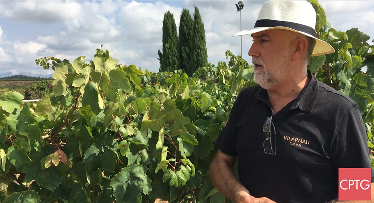 Damià Deàs, gerent de Vilarnau, ens parla de la verema d'aquest any, òptima per l'elaboració de caves de llarga criança