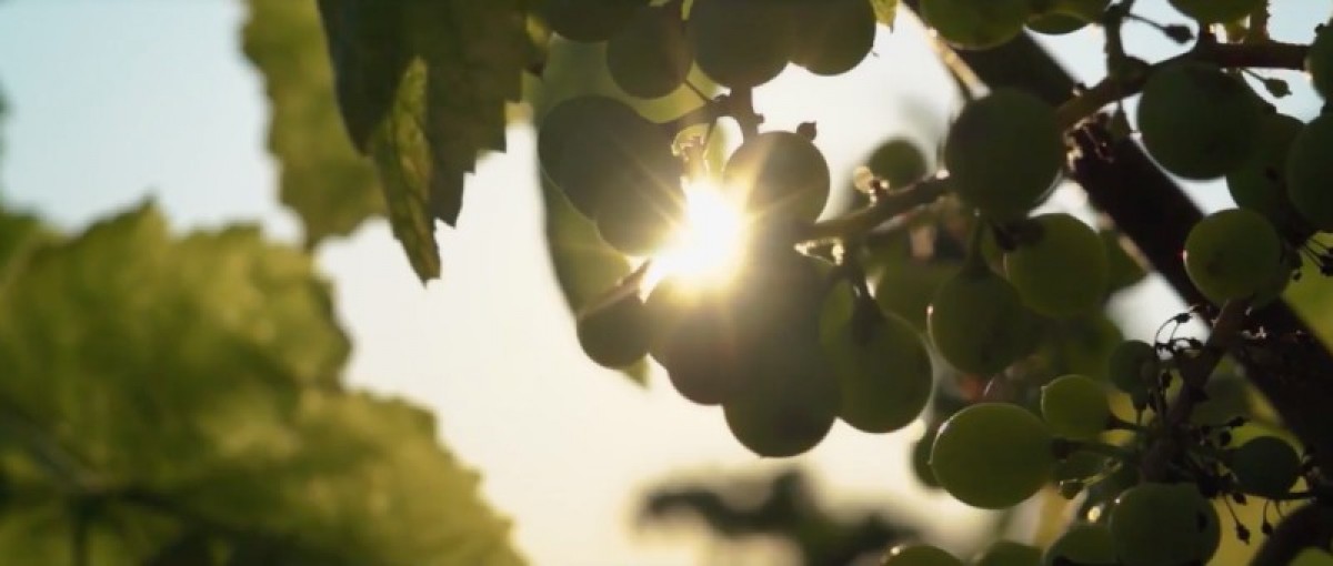 Imatge il·lustrativa