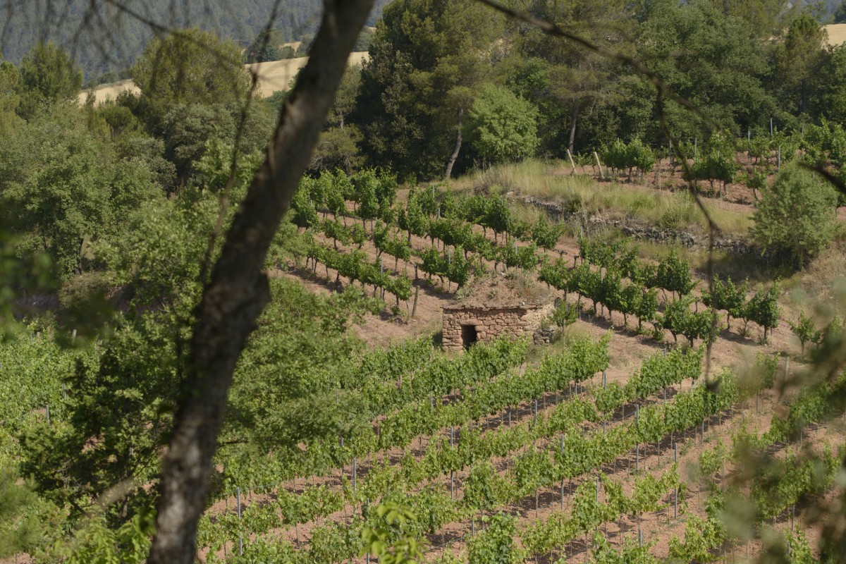 Vinyes a la finca d'Abadal