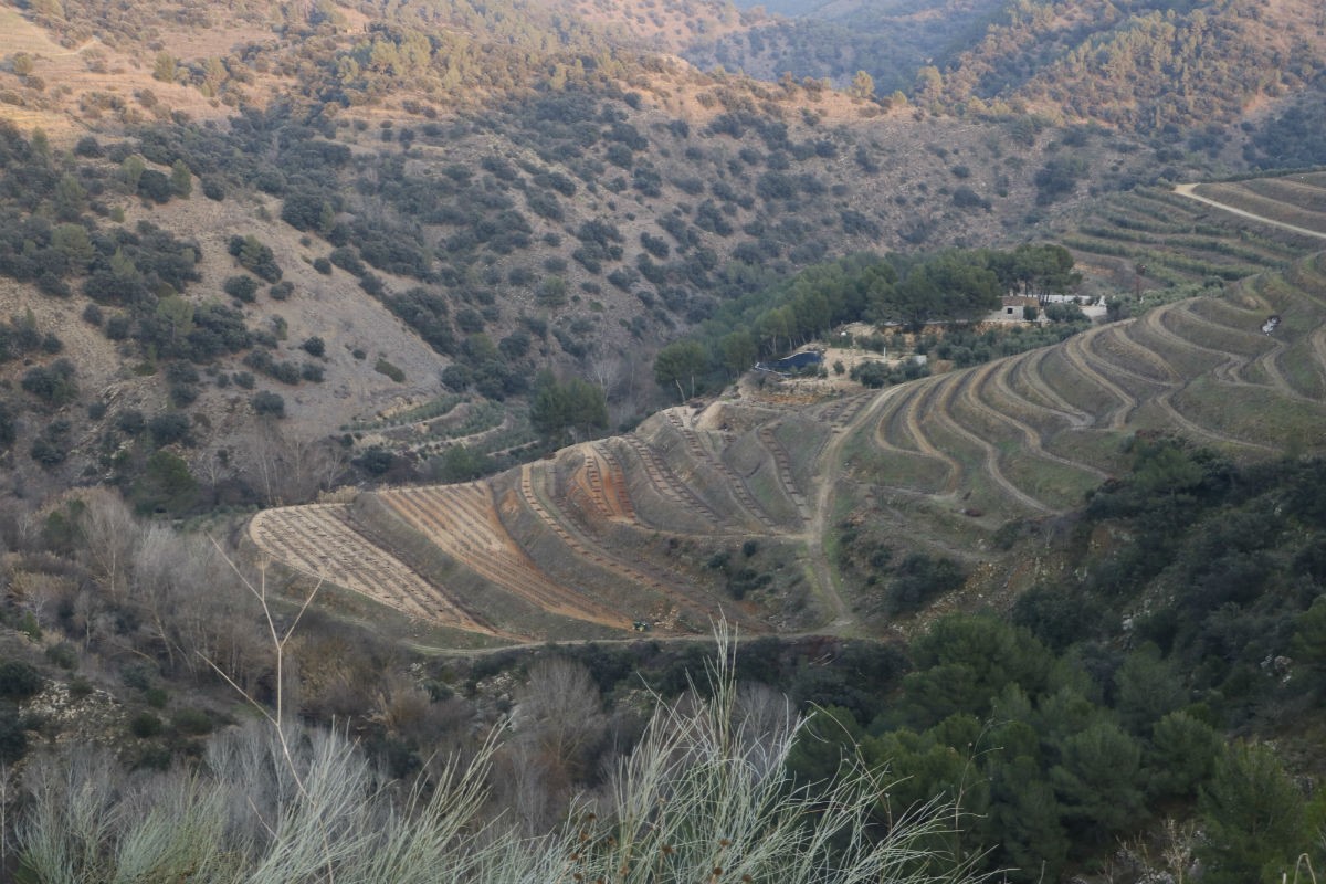 Una zona de vinyes del Priorat 
