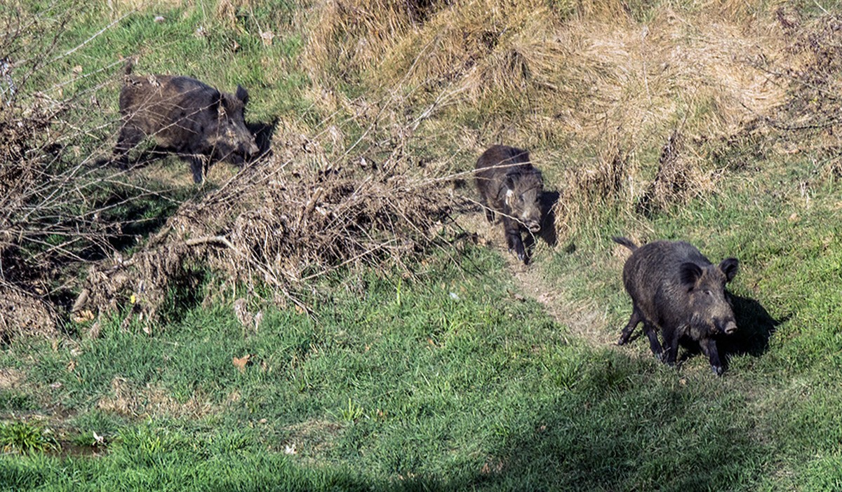 La caça, a la baixa