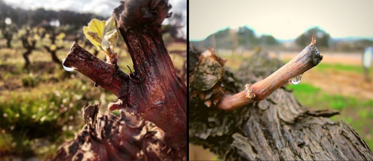 Imatge il·lustrativa