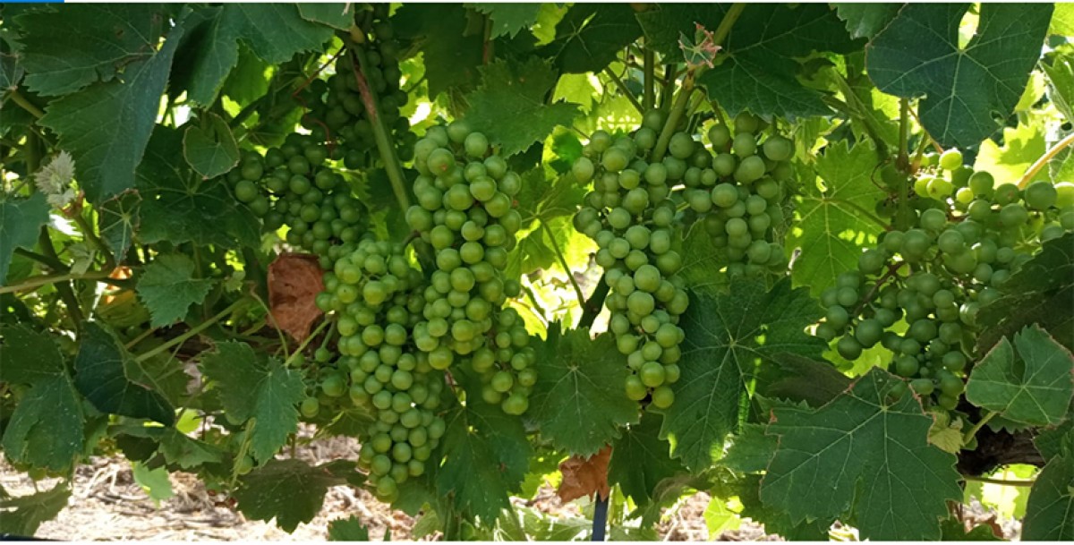 Imatge il·lustrativa