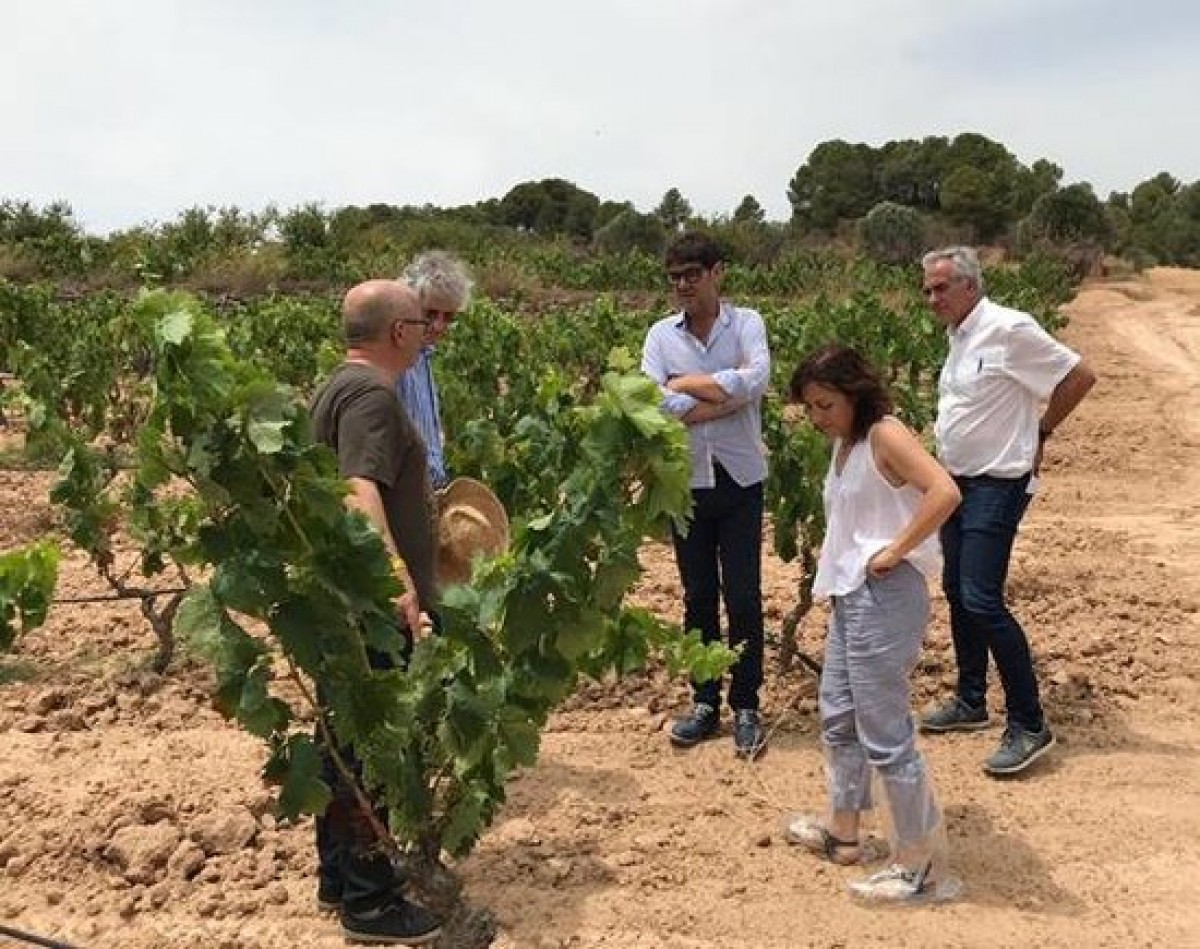 Les DO ebrenques evaluen les pèrdues ocasionades per l'onada de calor.