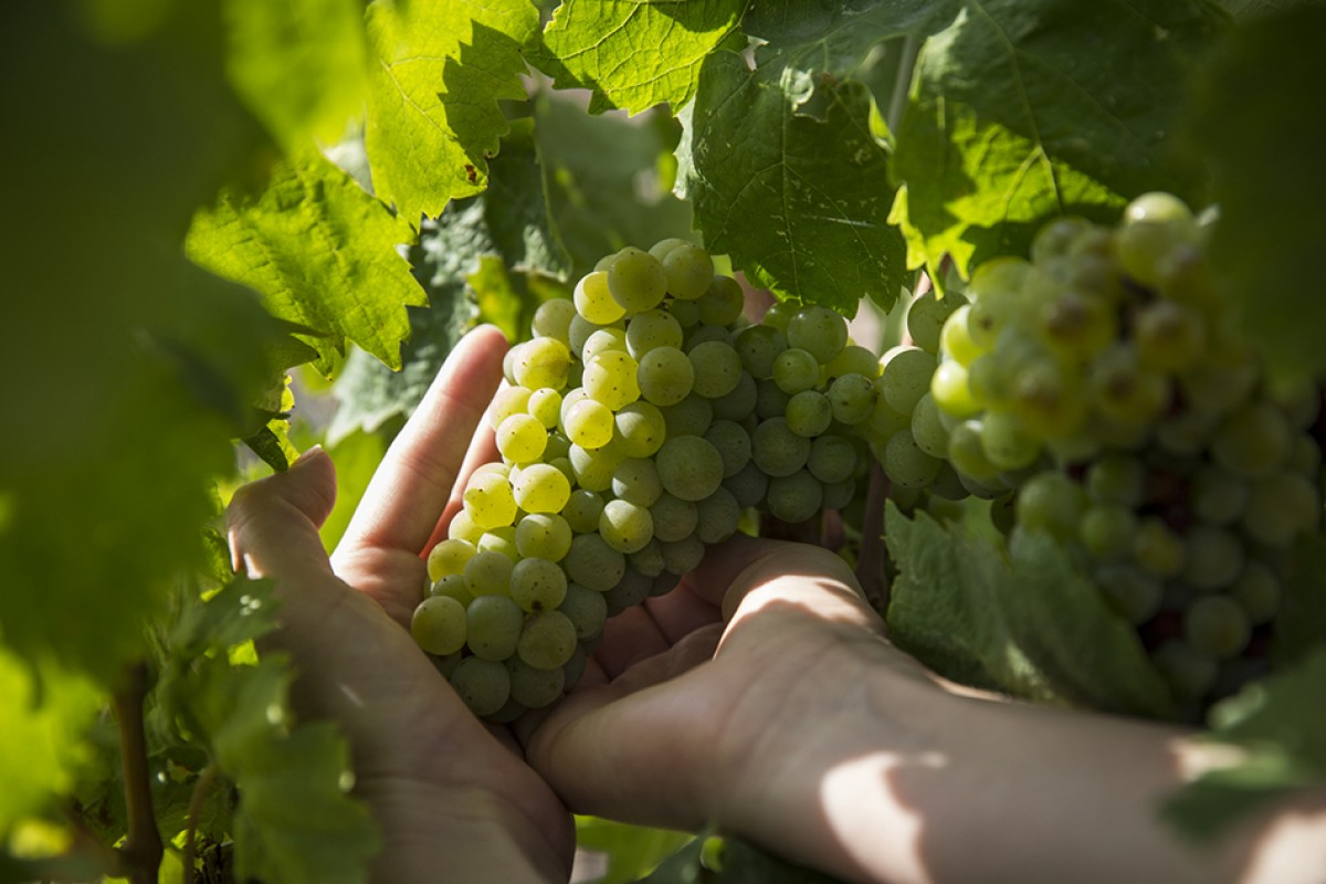 Caranyana blanca de Garriguella