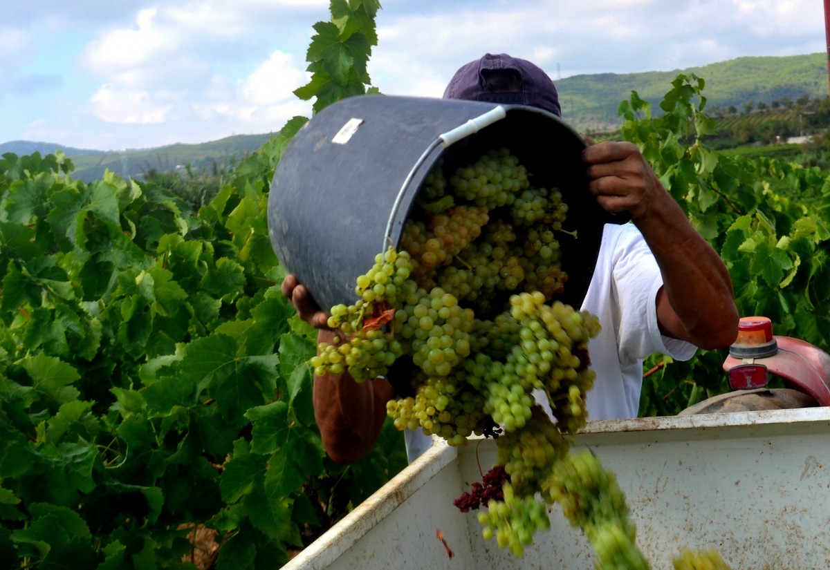 Imatge il·lustrativa