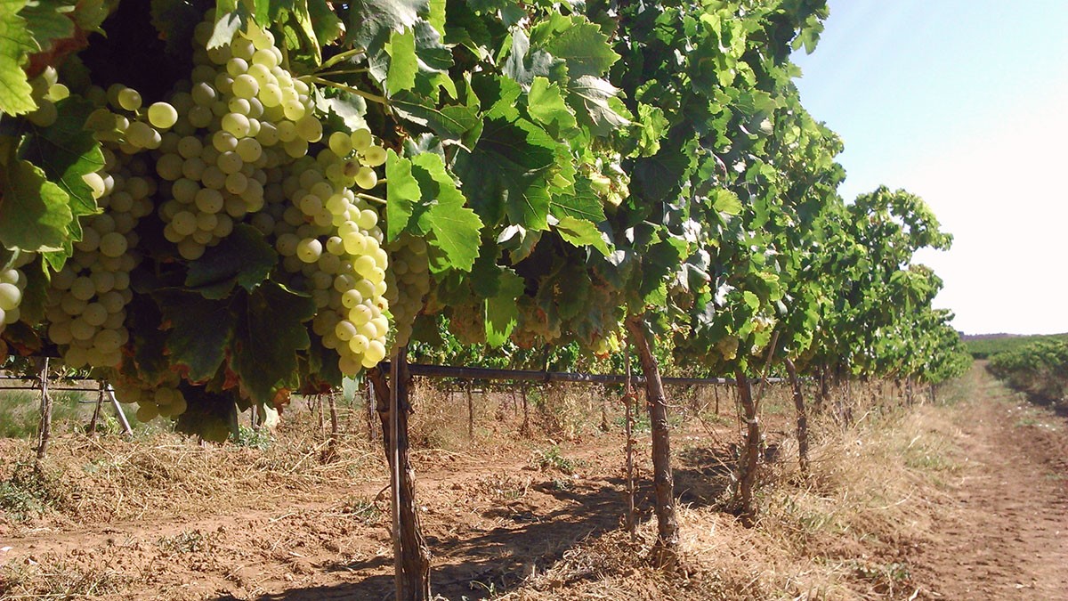 camp de vinyes a la Terra Alta