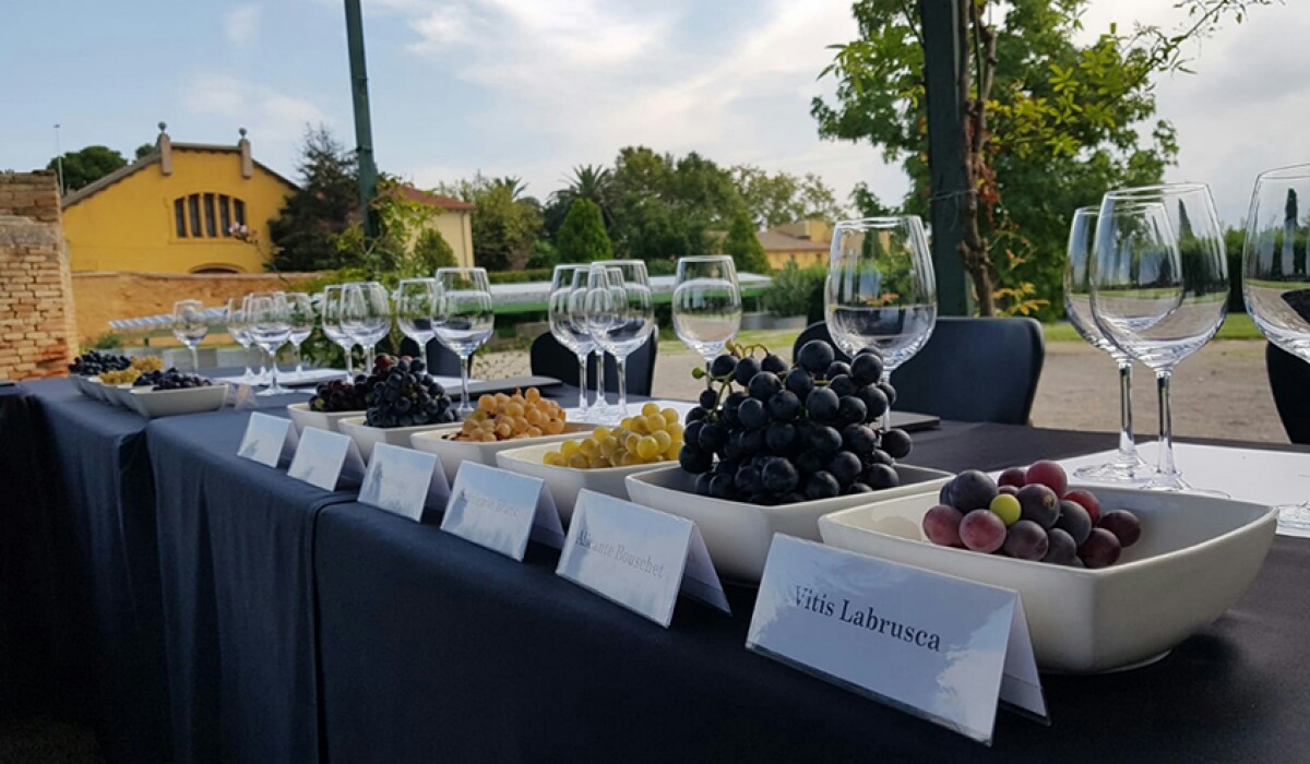 Imatge il·lustrativa