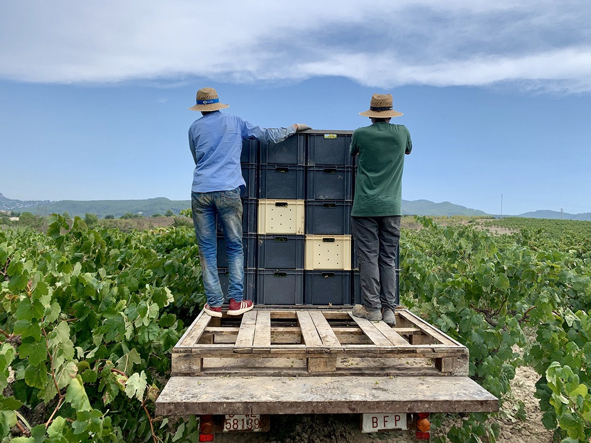 La collita serà inferior però sana i de qualitat