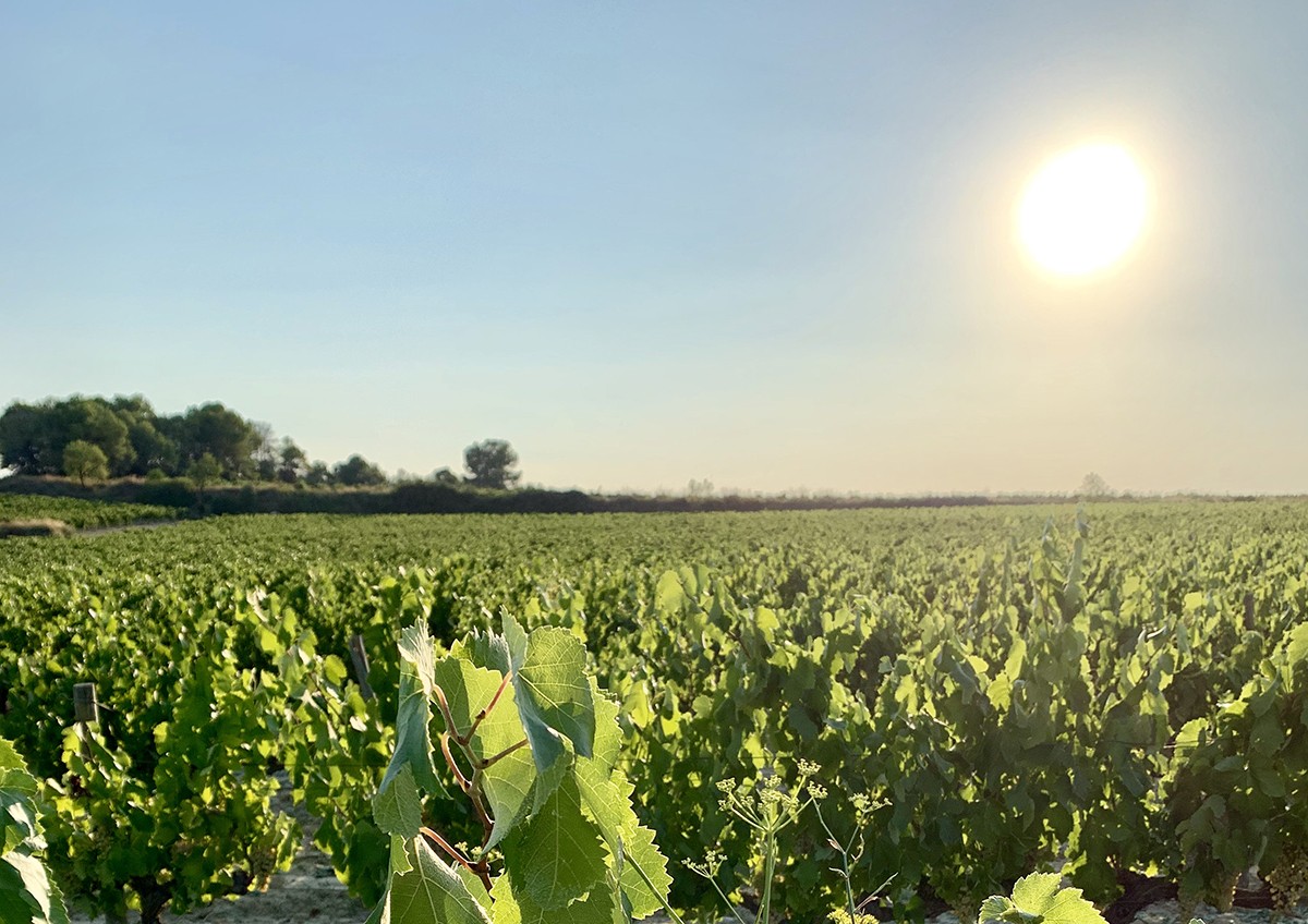 Imatge il·lustrativa