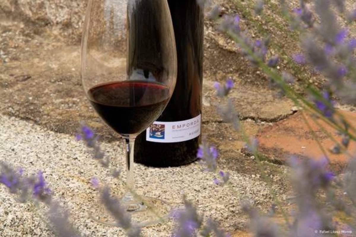 Hi haurà menys raïm però serà de gran qualitat